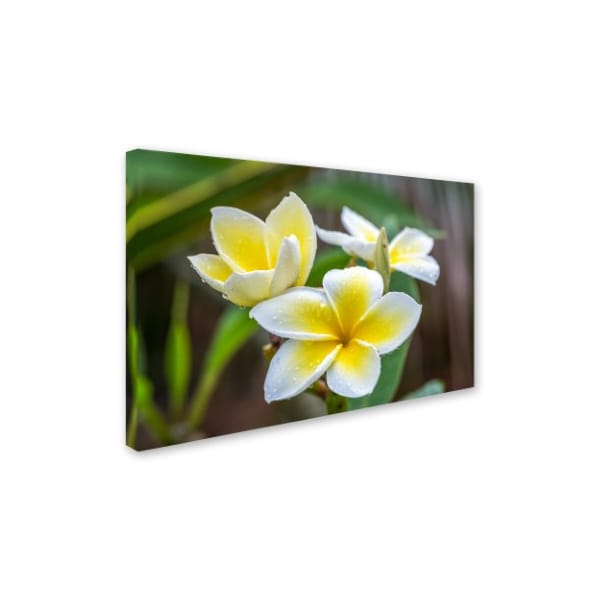 Pierre Leclerc 'Plumeria In The Rain' Canvas Art,12x19